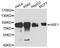 Heat Shock Transcription Factor 1 antibody, LS-C748792, Lifespan Biosciences, Western Blot image 