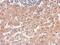 Alanyl-TRNA Synthetase antibody, PA5-29516, Invitrogen Antibodies, Immunohistochemistry frozen image 