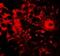 Apolipoprotein B MRNA Editing Enzyme Catalytic Subunit 3B antibody, NBP2-82073, Novus Biologicals, Immunocytochemistry image 