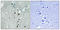 Programmed Cell Death 4 antibody, A01105S457, Boster Biological Technology, Immunohistochemistry paraffin image 