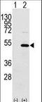 Y-Box Binding Protein 1 antibody, LS-C100024, Lifespan Biosciences, Western Blot image 