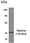 TNF Superfamily Member 18 antibody, GTX53355, GeneTex, Western Blot image 