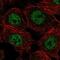 Calpain 15 antibody, NBP1-88197, Novus Biologicals, Immunofluorescence image 