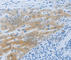 NPHS1 Adhesion Molecule, Nephrin antibody, A3048, ABclonal Technology, Immunohistochemistry paraffin image 