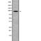 Erythrocyte Membrane Protein Band 4.1 antibody, abx146518, Abbexa, Western Blot image 