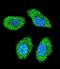 Immediate Early Response 3 antibody, LS-C165117, Lifespan Biosciences, Immunofluorescence image 