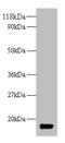 Thioredoxin antibody, orb240637, Biorbyt, Western Blot image 