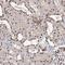 TBC1 Domain Family Member 12 antibody, NBP1-93628, Novus Biologicals, Immunohistochemistry frozen image 