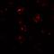 ATP Binding Cassette Subfamily A Member 7 antibody, GTX31856, GeneTex, Immunofluorescence image 
