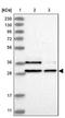 Immediate Early Response 5 antibody, NBP1-85935, Novus Biologicals, Western Blot image 