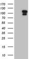 E74 Like ETS Transcription Factor 4 antibody, TA810090, Origene, Western Blot image 