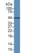 Interleukin 19 antibody, abx131984, Abbexa, Western Blot image 