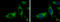 Adenylate Kinase 2 antibody, GTX107613, GeneTex, Immunofluorescence image 