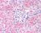 Egl-9 Family Hypoxia Inducible Factor 1 antibody, PA1-33195, Invitrogen Antibodies, Immunohistochemistry frozen image 