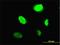 MYB Proto-Oncogene Like 2 antibody, H00004605-M02, Novus Biologicals, Immunofluorescence image 