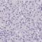 Forkhead Box O4 antibody, NBP2-32614, Novus Biologicals, Immunohistochemistry frozen image 
