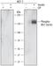 Insulin Receptor Substrate 1 antibody, MAB39783, R&D Systems, Western Blot image 