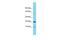 Coatomer Protein Complex Subunit Zeta 1 antibody, PA5-46418, Invitrogen Antibodies, Western Blot image 