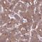 Phospholipase A2 Group IVA antibody, NBP2-38718, Novus Biologicals, Immunohistochemistry paraffin image 