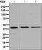 Pleckstrin Homology Like Domain Family A Member 1 antibody, ab133654, Abcam, Western Blot image 