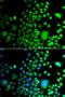 Paired Box 6 antibody, LS-C349062, Lifespan Biosciences, Immunofluorescence image 