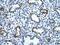 Enolase 1 antibody, ARP34376_T100, Aviva Systems Biology, Immunohistochemistry frozen image 