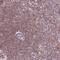 ADA33 antibody, PA5-64312, Invitrogen Antibodies, Immunohistochemistry frozen image 