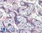 Nitric Oxide Synthase 3 antibody, LS-B3674, Lifespan Biosciences, Immunohistochemistry frozen image 