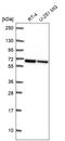 WD repeat-containing protein 1 antibody, HPA070293, Atlas Antibodies, Western Blot image 