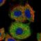 Ferritin Light Chain antibody, NBP2-34072, Novus Biologicals, Immunofluorescence image 