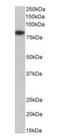 Coilin antibody, orb318749, Biorbyt, Western Blot image 