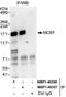 AF4/FMR2 Family Member 4 antibody, NBP1-40356, Novus Biologicals, Immunoprecipitation image 