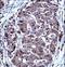 TNKS antibody, LS-C203764, Lifespan Biosciences, Immunohistochemistry frozen image 