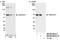 Sosondowah Ankyrin Repeat Domain Family Member C antibody, NB100-68221, Novus Biologicals, Western Blot image 