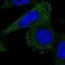 Leupaxin antibody, PA5-60491, Invitrogen Antibodies, Immunofluorescence image 
