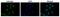 Calmegin antibody, GTX00744, GeneTex, Immunofluorescence image 