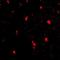 Fasciculation And Elongation Protein Zeta 2 antibody, orb74915, Biorbyt, Immunocytochemistry image 