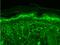 Transient Receptor Potential Cation Channel Subfamily V Member 3 antibody, NBP2-12918, Novus Biologicals, Immunohistochemistry frozen image 