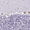 Acid Sensing Ion Channel Subunit 3 antibody, PA5-61898, Invitrogen Antibodies, Immunohistochemistry frozen image 