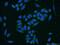 Protein canopy homolog 4 antibody, 22086-1-AP, Proteintech Group, Immunofluorescence image 