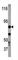 Inhibitor Of Nuclear Factor Kappa B Kinase Subunit Beta antibody, abx031869, Abbexa, Western Blot image 