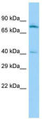 Skap55r antibody, TA334380, Origene, Western Blot image 