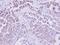 Phosphoethanolamine/Phosphocholine Phosphatase antibody, NBP2-19805, Novus Biologicals, Immunohistochemistry frozen image 