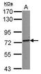 Tripartite Motif Containing 25 antibody, GTX116209, GeneTex, Western Blot image 