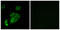 Contactin-5 antibody, LS-C119877, Lifespan Biosciences, Immunofluorescence image 