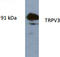 Transient Receptor Potential Cation Channel Subfamily V Member 3 antibody, AP26429AF-N, Origene, Western Blot image 