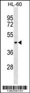 Tektin 1 antibody, 58-677, ProSci, Western Blot image 