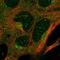 GTP Binding Protein 1 antibody, HPA064702, Atlas Antibodies, Immunofluorescence image 