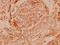 Gap Junction Protein Alpha 1 antibody, A00599S369, Boster Biological Technology, Immunohistochemistry frozen image 