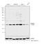 Prohibitin antibody, MA5-12855, Invitrogen Antibodies, Western Blot image 